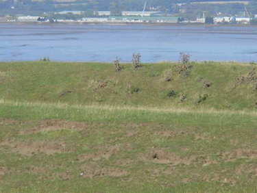 Example of grass cover along Humber Estuary