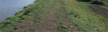 Example of grass cover along Humber Estuary